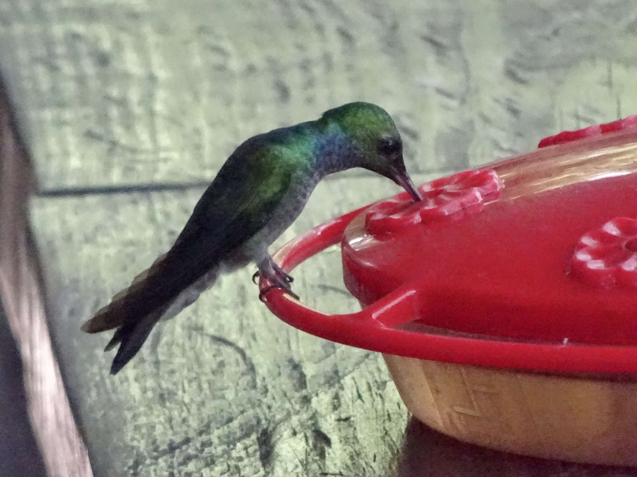 Image of Blue-chested Hummingbird