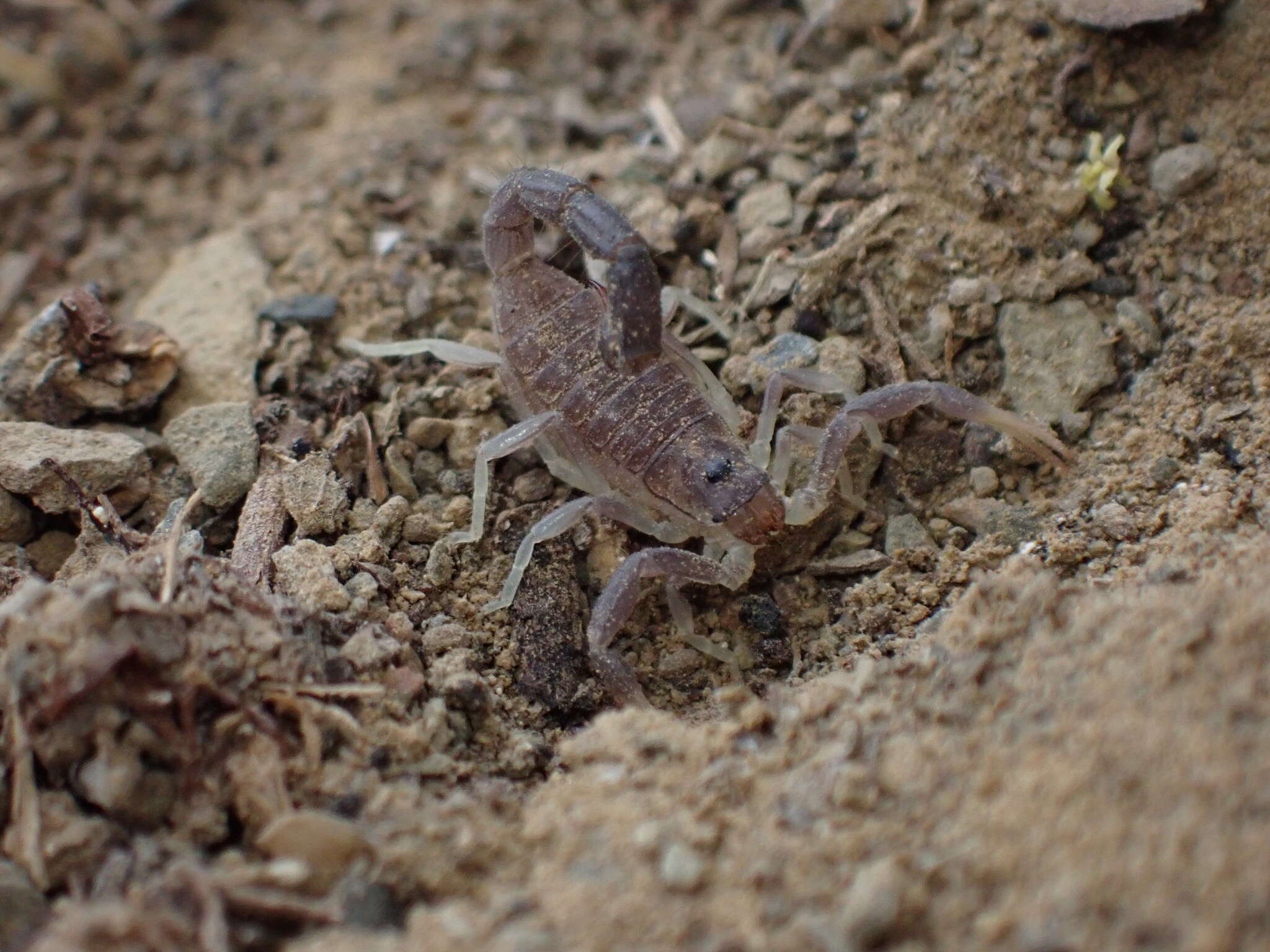 Image of Parabuthus schlechteri Purcell 1899