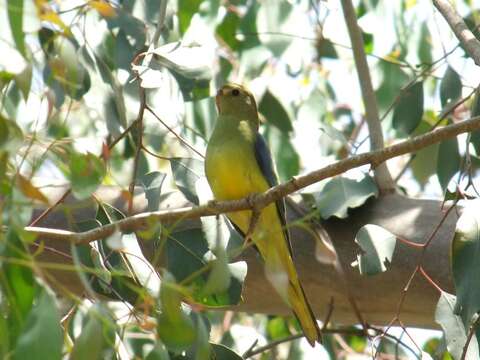 Image of Blue-winged Parrot