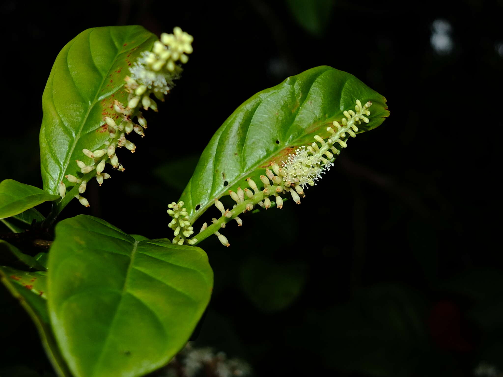 Image of Coccoloba marginata Benth.