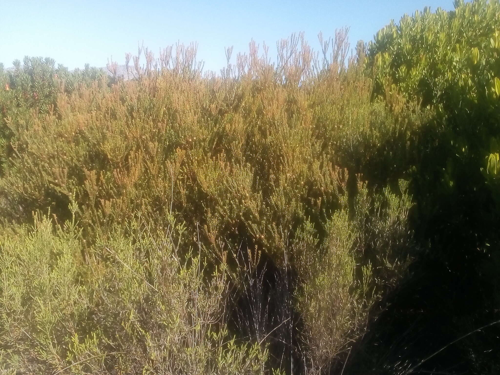 Image of Cape Flats Conebush