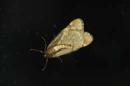 Image of march moth