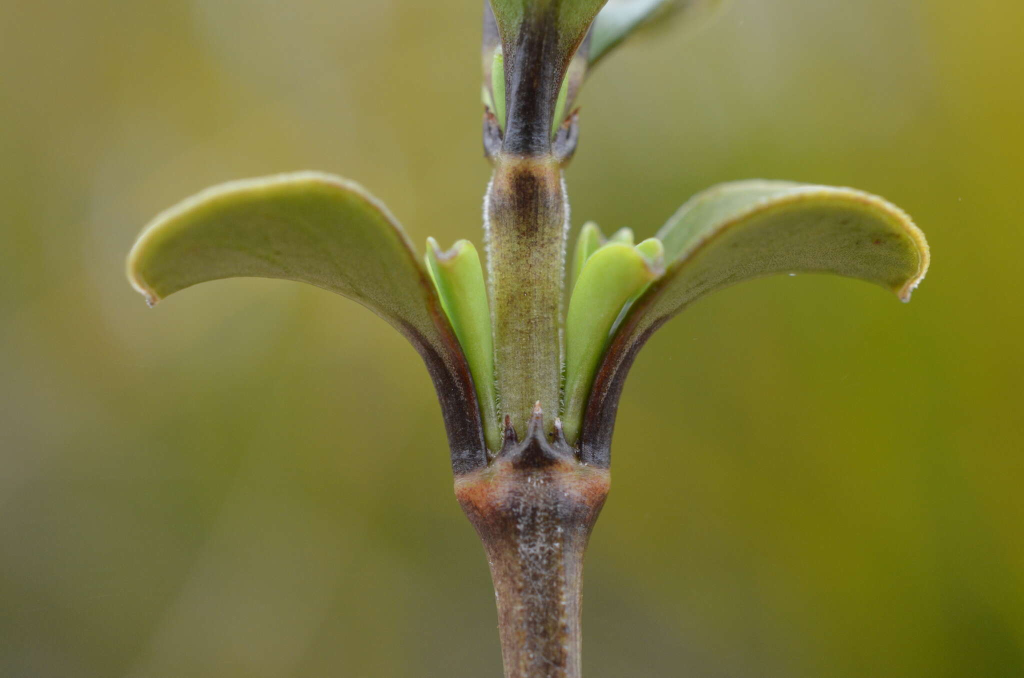 Image of Coprosma crenulata W. R. B. Oliv.