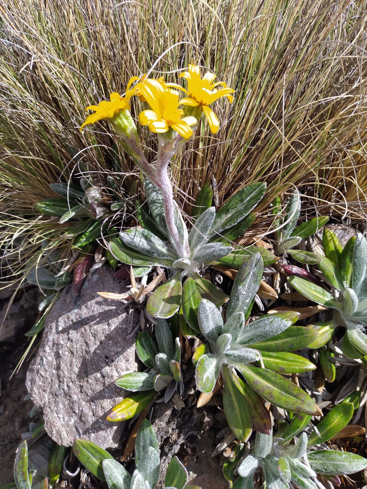 Robinsonecio gerberifolius (Sch. Bip.) T. M. Barkley & J. P. Janovec resmi