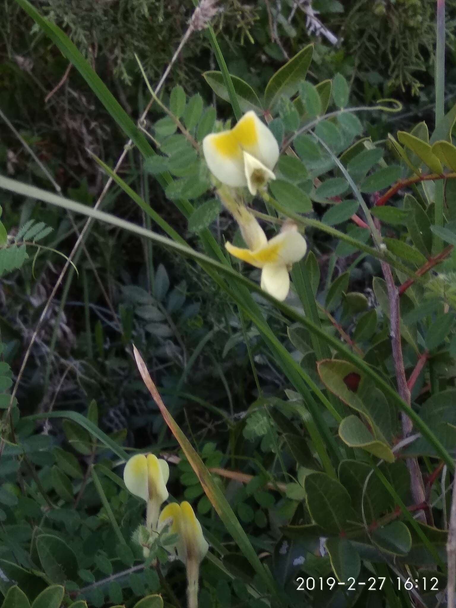 Image of hairy yellow vetch