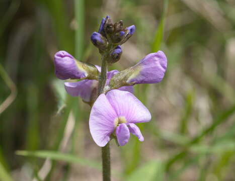 Image of Glycine latrobeana (Meissner) Benth.