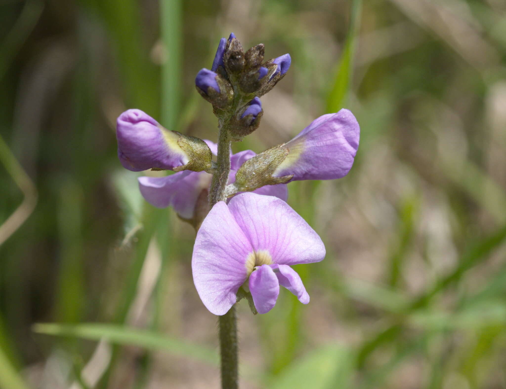 Imagem de Glycine latrobeana (Meissner) Benth.