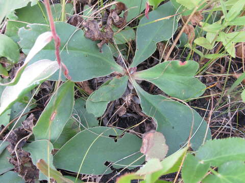 Imagem de Limonium alutaceum (Stev.) O. Kuntze