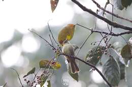 Image of Grey-eyed Bulbul