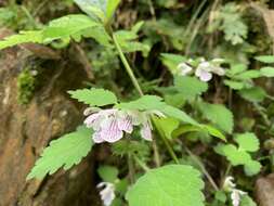 Matsumurella tuberifera (Makino) Makino的圖片