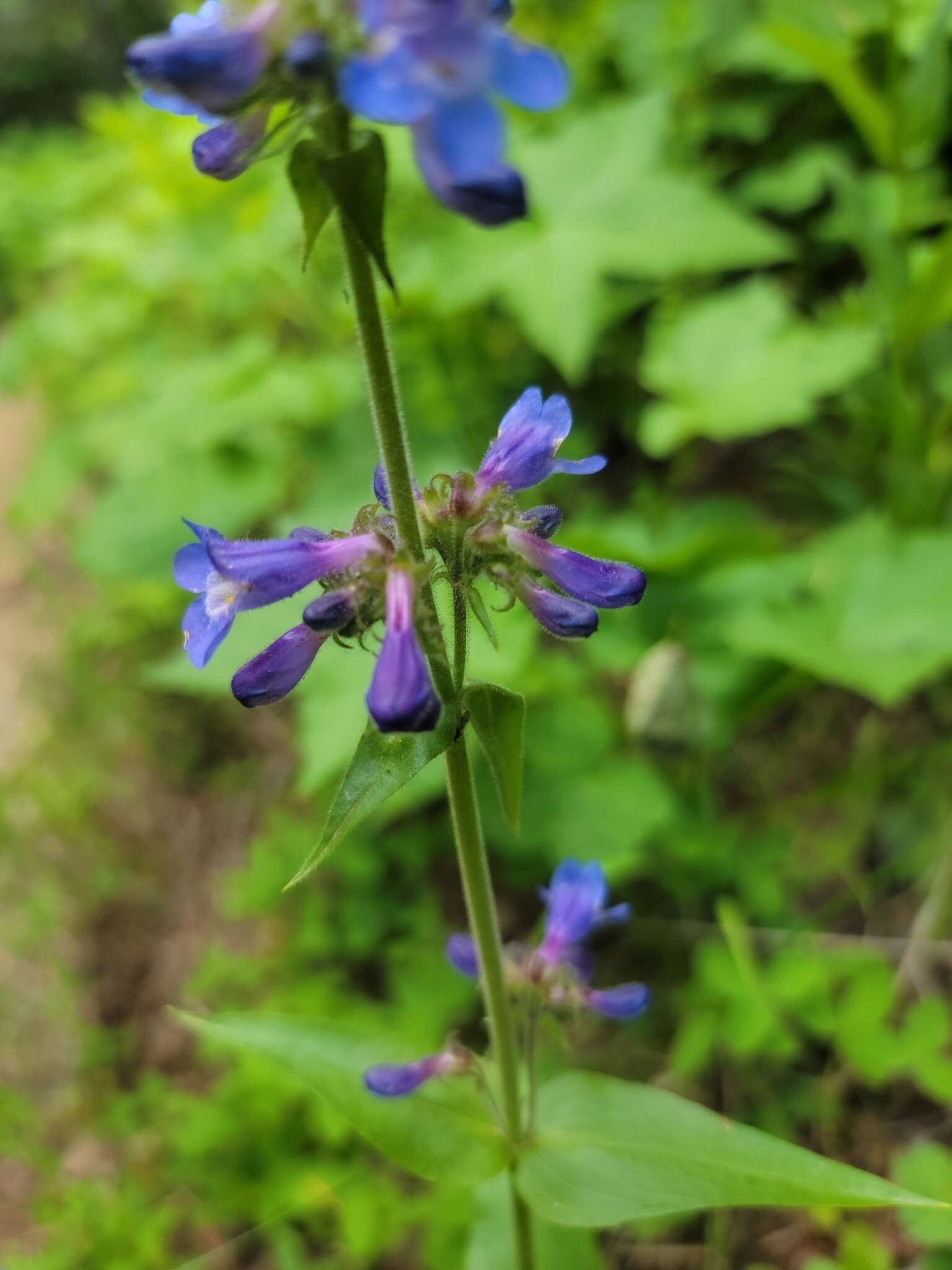 Image of sulphur penstemon