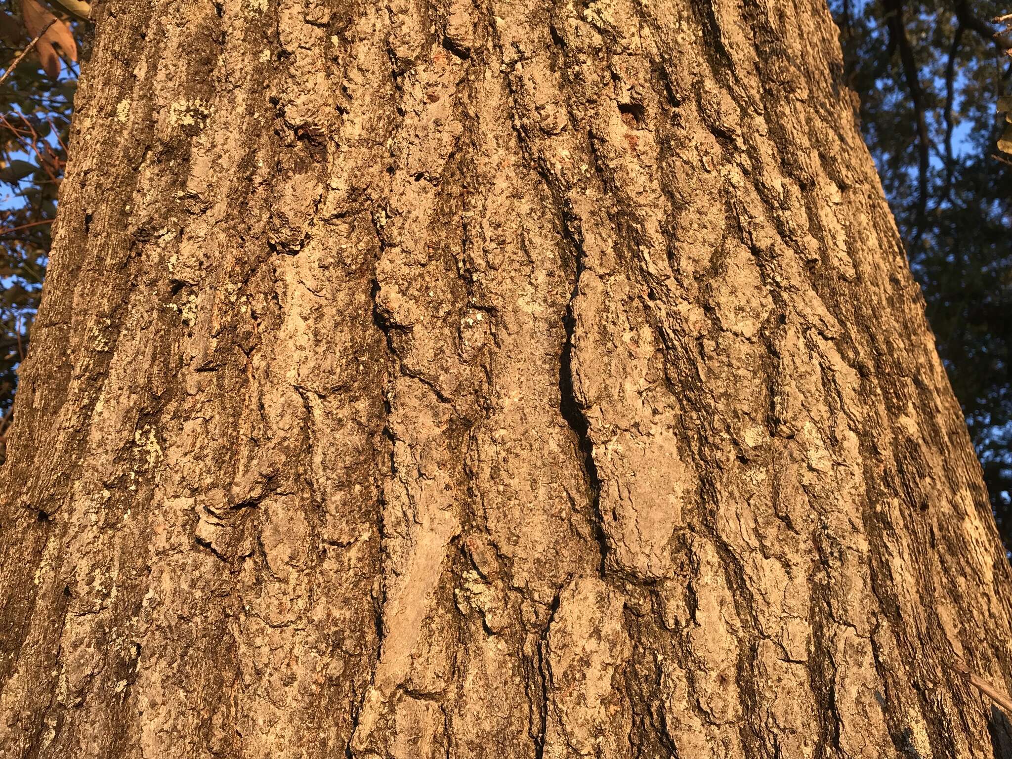 Image of Laurel Oak