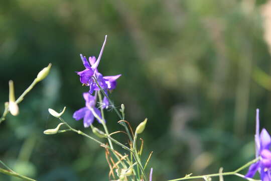 Image of Delphinium consolida subsp. consolida