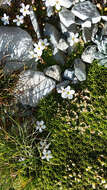 صورة Lobelia macrodon (Hook. fil.) Lammers