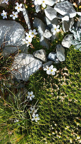 صورة Lobelia macrodon (Hook. fil.) Lammers