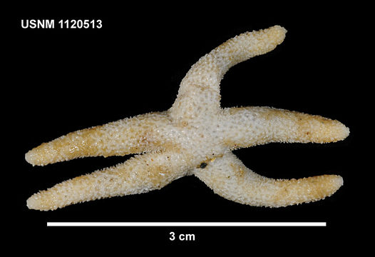 Image of <i>Henricia parva</i> (Koehler 1912)
