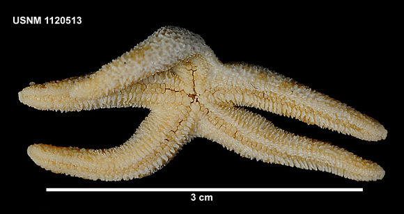 Image of <i>Henricia parva</i> (Koehler 1912)