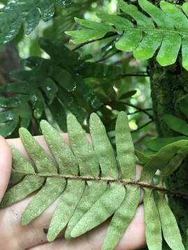 Image de Pleopeltis polypodioides (L.) E. G. Andrews & Windham