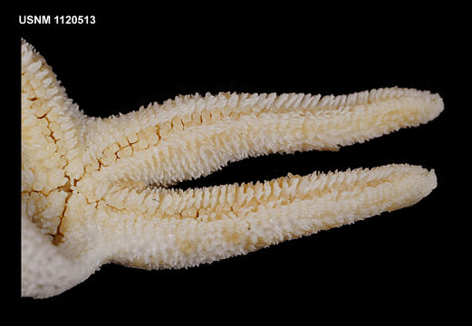 Image of <i>Henricia parva</i> (Koehler 1912)