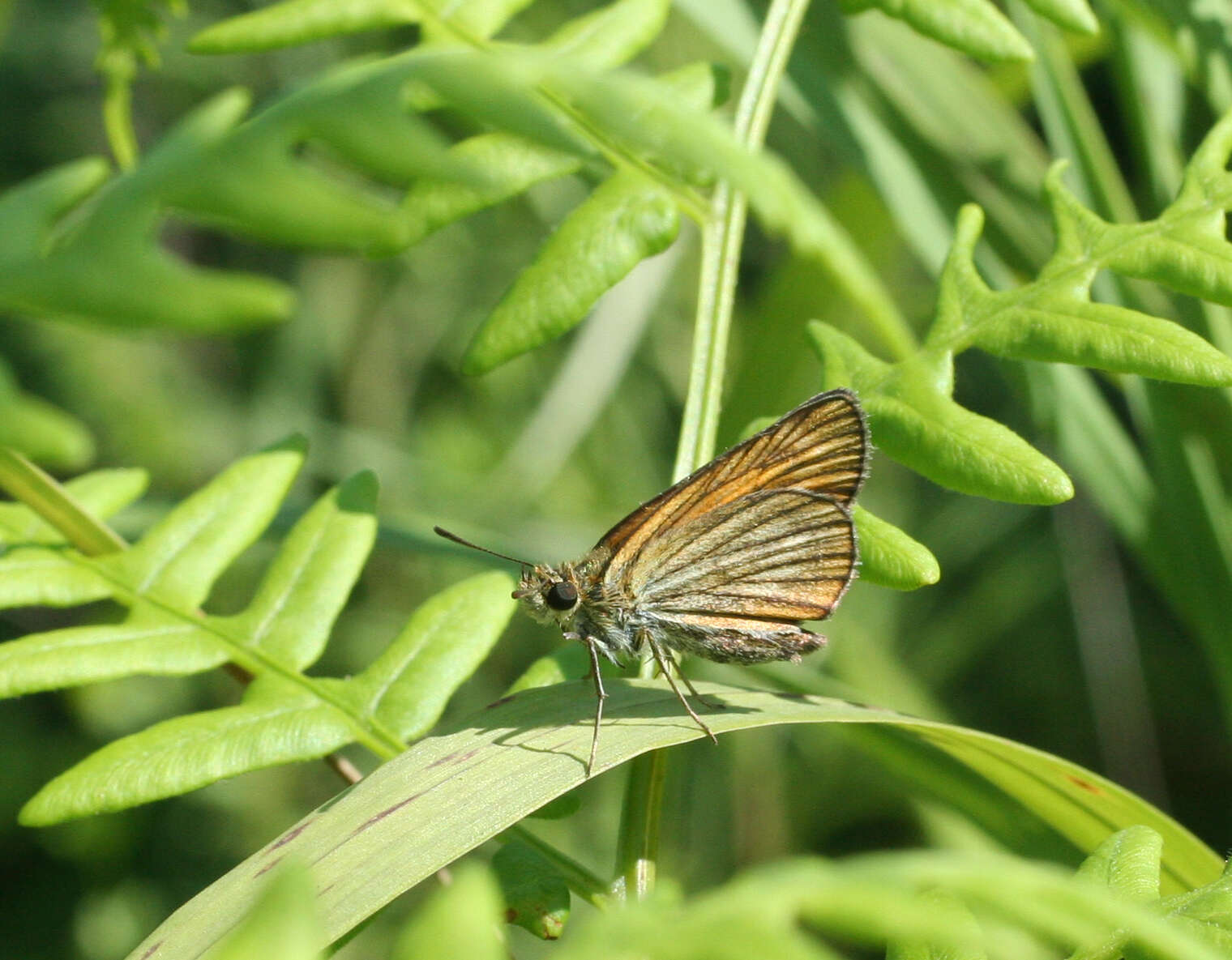 Image of Thymelicus sylvatica Bremer 1861