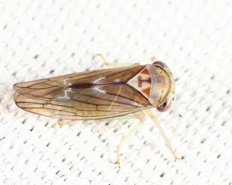 Image of Populicerus lachrymalis (Fitch 1851)