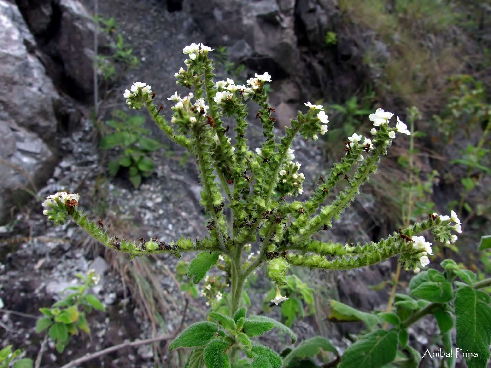 Image of Heliotropium rufipilum (Benth.) I. M. Johnst.