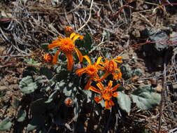 Image of flame ragwort