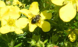 Image of Small-handed Leaf-cutter Bee