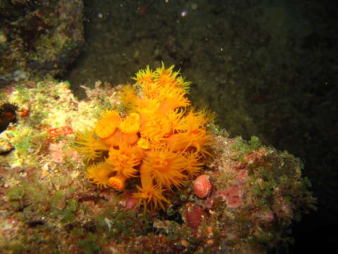 Image of Orange Cup Coral