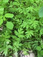 Image of Brown's waterleaf