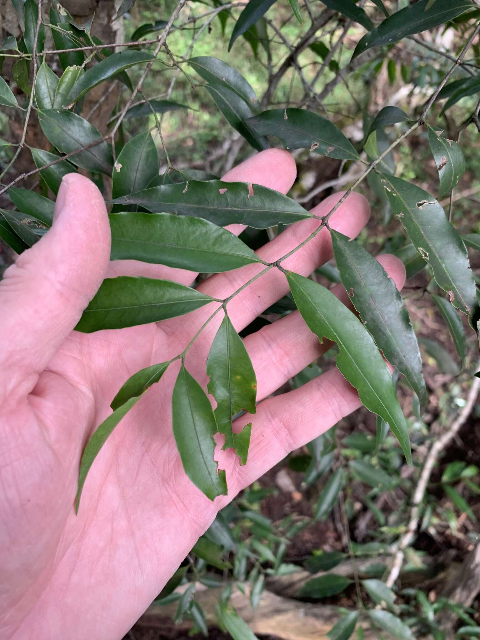 Image of Salacia leptoclada Tul.