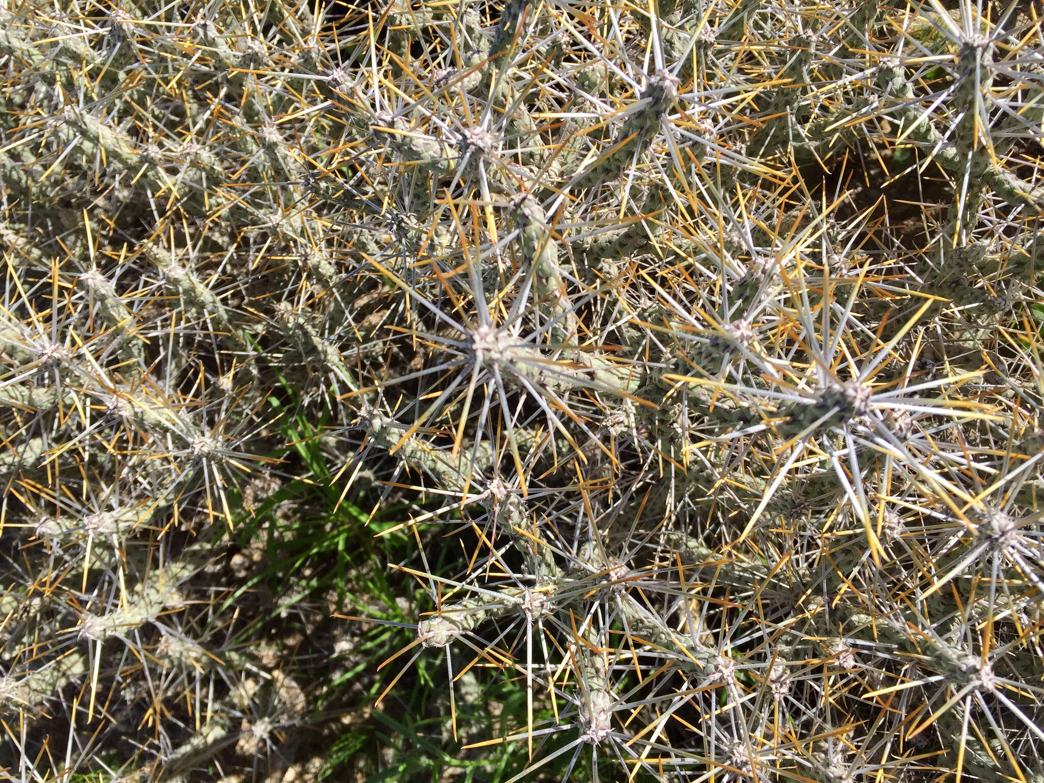 Imagem de Cylindropuntia ramosissima (Engelm.) F. M. Knuth