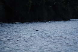 Image of Silvery Grebe