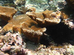 Image of Elkhorn Coral