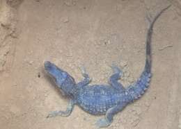 Image of Schneider's Smooth-fronted Caiman