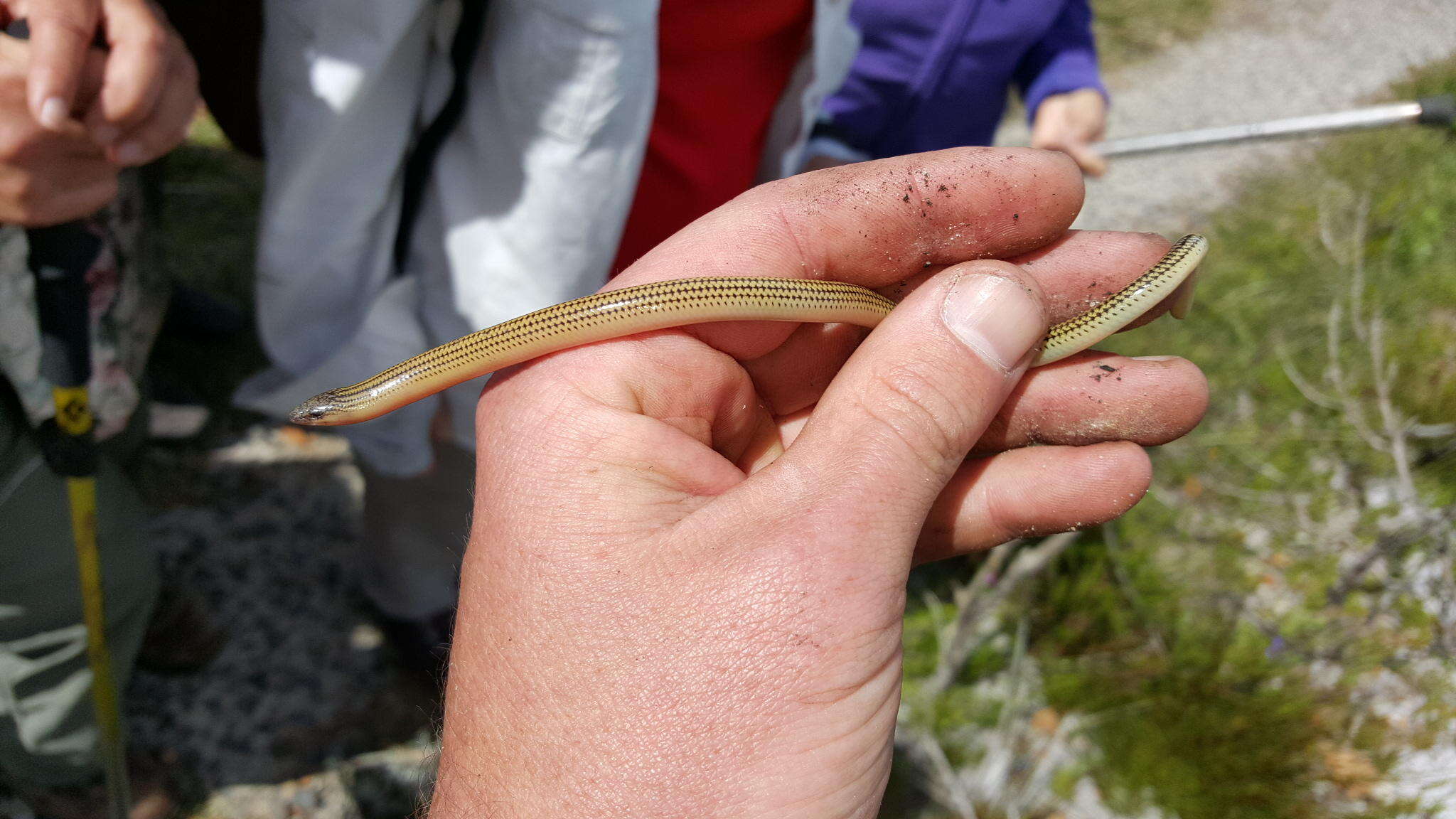 Image of Linnaeus' Lance Skink