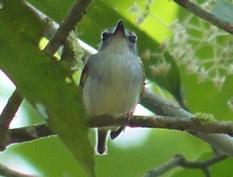 Image of Black-capped Pygmy Tyrant