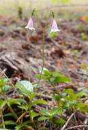 Image of Linnaea borealis var. longiflora Torr.