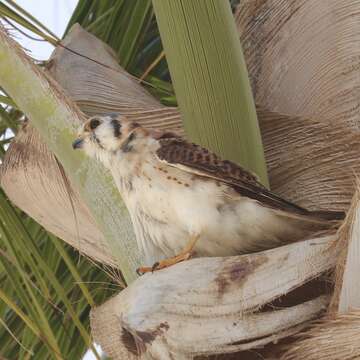 Image of Falco sparverius dominicensis Gmelin & JF 1788