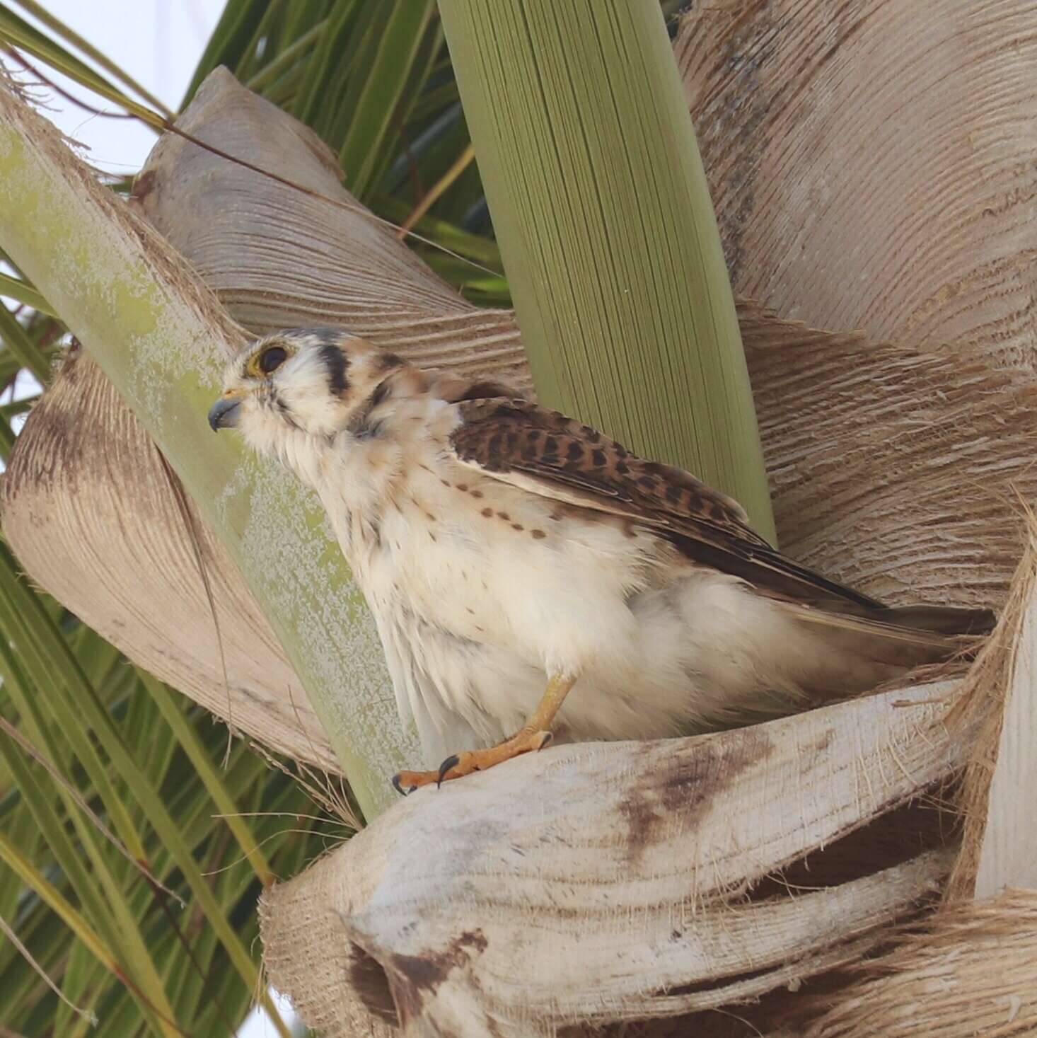 Image of Falco sparverius dominicensis Gmelin & JF 1788