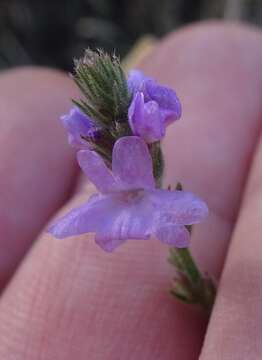 Image of hillside vervain