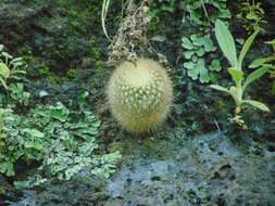 Image of Mammillaria spinosissima subsp. pilcayensis (Bravo) D. R. Hunt