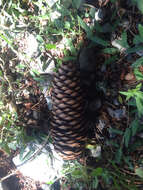Image of Norway spruce