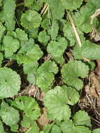 Image of Glechoma hederacea L.