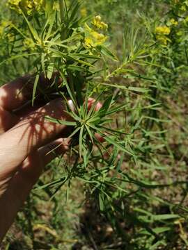 Image of Russian leafy spurge