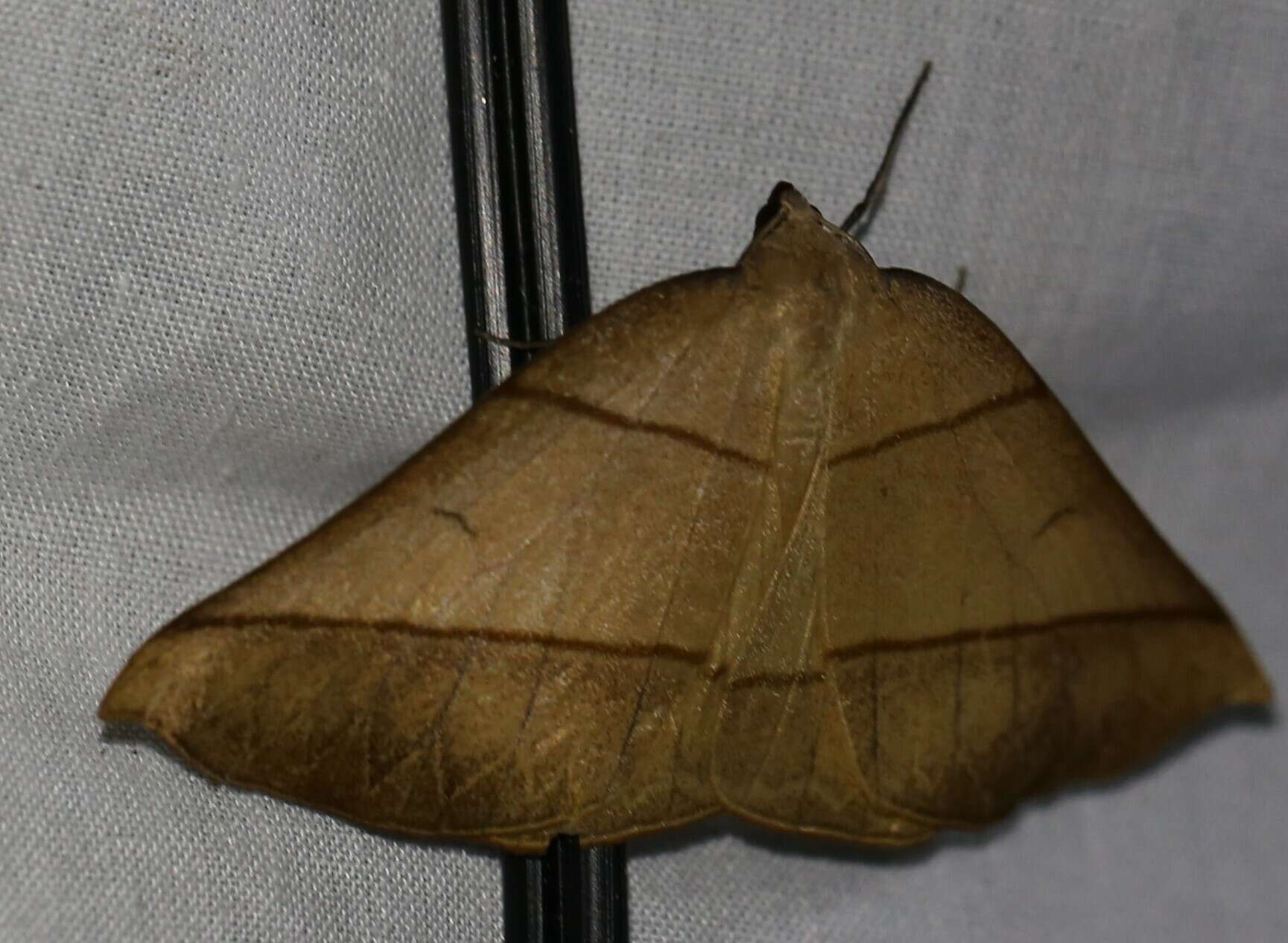 Image of Systatica xanthastis Lower 1894