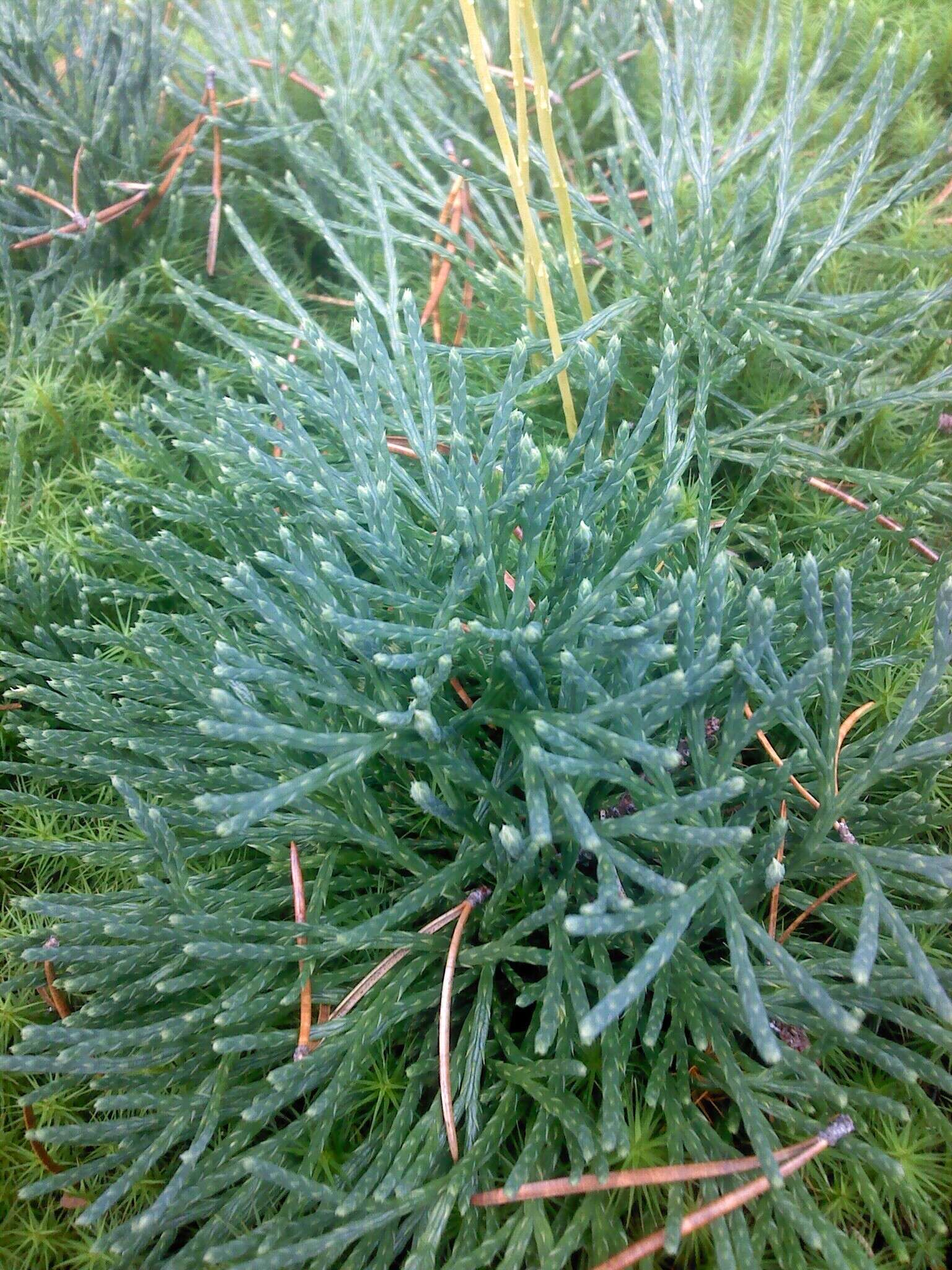 Image of deeproot clubmoss