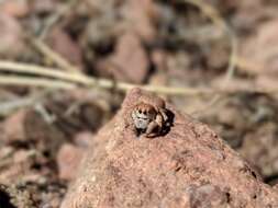 Image of Habronattus ustulatus (Griswold 1979)