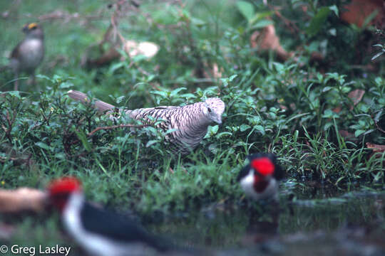 Image of Scaled Dove