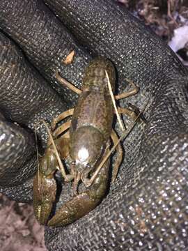 Image of Cambarus tenebrosus Hay 1902